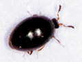 Orthoperus corticalis